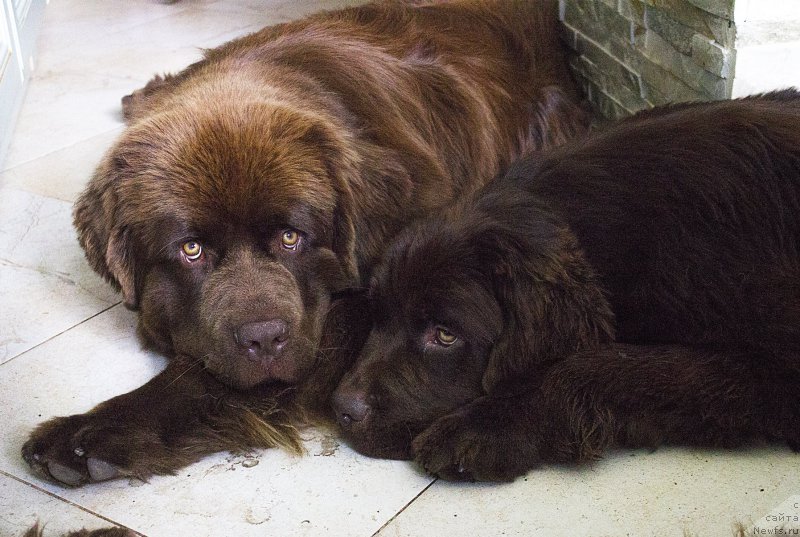 Фото: ньюфаундленд Brownblood MSK Hayes Hago (Браунблад МСК Хаиес Хаго), ньюфаундленд Naomi Tagoliri for Brouwnblood (Наоми Таголири фор Браунблад)