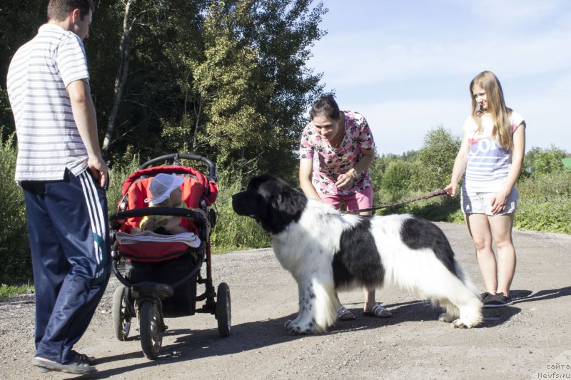 Фото: ньюфаундленд Callistos Blitzen