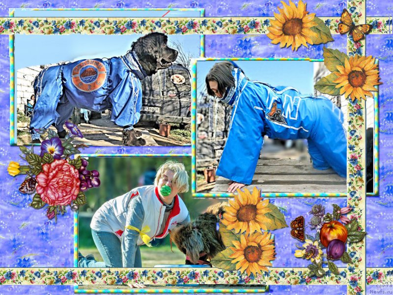 Фото: ньюфаундленд Funnewf Uletnaya Devchenka (Фанньюф Улетная Девчонка), Ol'ga Braslavskaya (Ольга Браславская), ньюфаундленд Fann'yuf Jelannaya Madmuazel' SHante Blyuz (Фанньюф Желанная Мадмуазель Шанте Блюз)