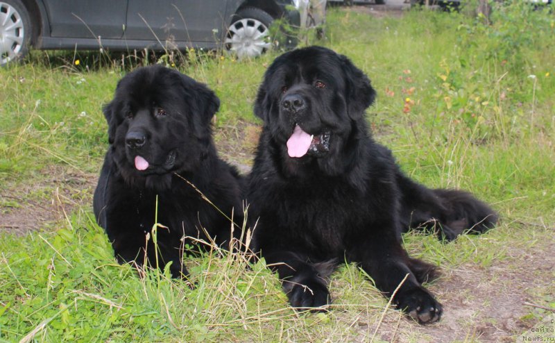 Фото: Марс и, ньюфаундленд Valmond Pobeditel (Валмонд Победитель)