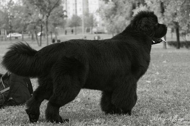 Фото: ньюфаундленд Zholli Wonderfull iz Medvejyego Yara (Жолли Вандерфулл из Медвежьего Яра)