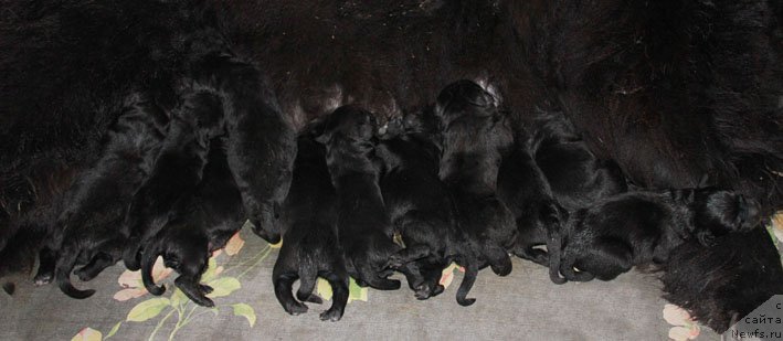 Фото: щенки, ньюфаундленд Zvezdnij Dar Afina dlja Berega Dona (Звездный Дар Афина для Берега Дона)