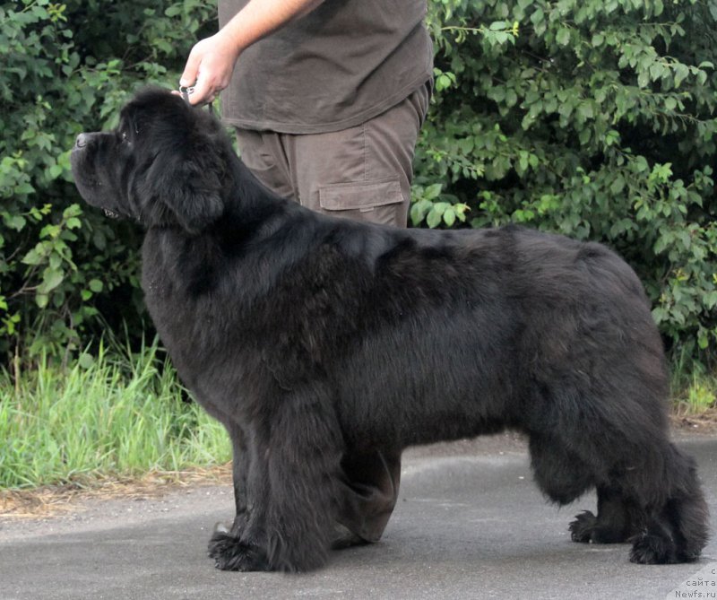 Фото: ньюфаундленд Zvezdnij Dar Afina dlja Berega Dona (Звездный Дар Афина для Берега Дона)