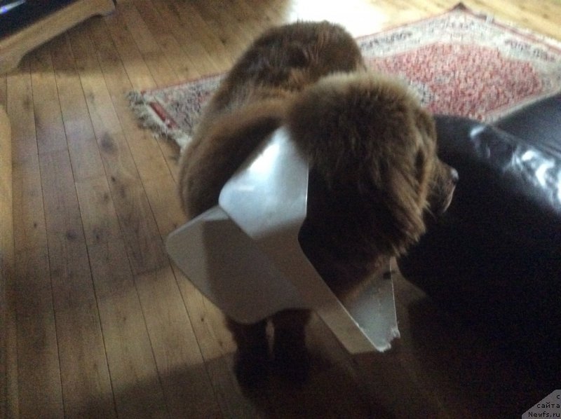 Фото: ньюфаундленд Nobl King May Lord Simba (Нобл Кинг Май Лорд Симба)