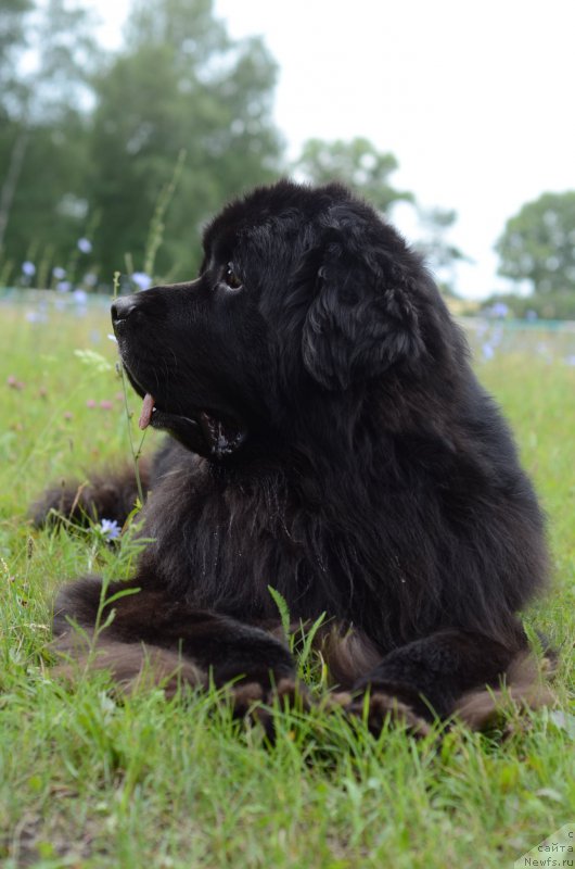 Фото: ньюфаундленд Kiper Soul Layon Hyeert (Кипер Соул Лайон Хэерт)