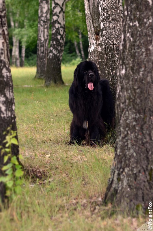 Фото: ньюфаундленд Kiper Soul Layon Hyeert (Кипер Соул Лайон Хэерт)