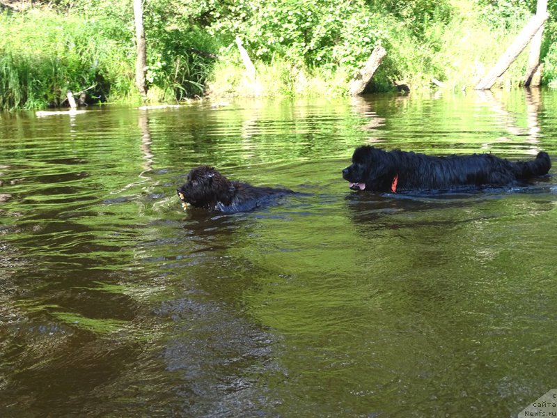 Фото: ньюфаундленд N'yufort Vivian (Ньюфорт Вивиан), ньюфаундленд Baryishnya (Барышня)