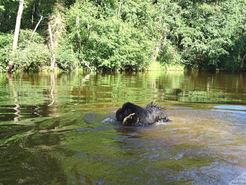 Фото: ньюфаундленд N'yufort Vivian (Ньюфорт Вивиан), ньюфаундленд Baryishnya (Барышня)