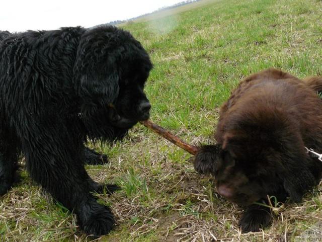 Фото: ньюфаундленд Berta (Берта), ньюфаундленд Pchyolkin Dom Andromeda (Пчёлкин Дом Андромеда)