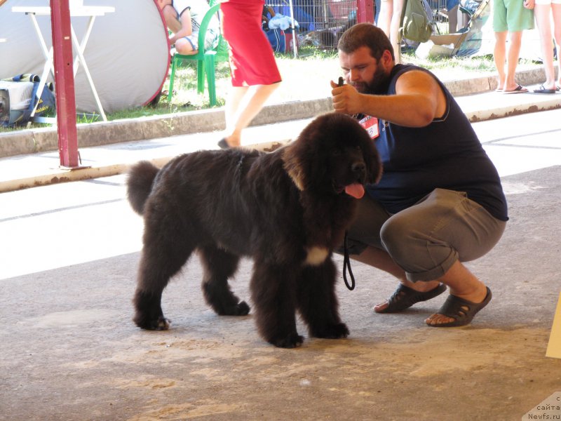 Фото: ньюфаундленд Sent Djons Nashenal Prayd (Сент Джонс Нашенал Прайд)