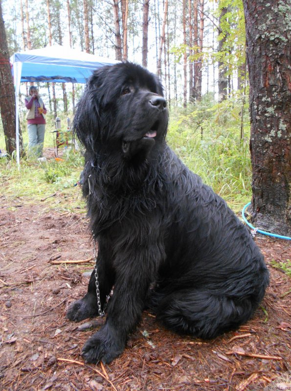 Фото: ньюфаундленд Urgun iz Plemeni Kedra (Ургун из Племени Кедра)