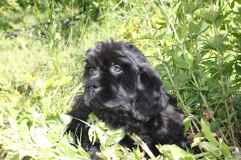Фото: Аделия из Академии Шоколада, ньюфаундленд Feerichnaja Fortunatussi s Berega Dona (Фееричная Фортунатусси с Берега Дона)