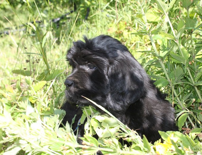 Фото: Аделия из Академии Шоколада, ньюфаундленд Feerichnaja Fortunatussi s Berega Dona (Фееричная Фортунатусси с Берега Дона)