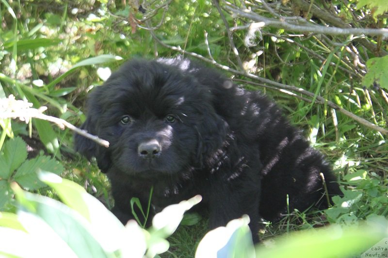 Фото: Атланта из Академии Шоколада, ньюфаундленд Feerichnaja Fortunatussi s Berega Dona (Фееричная Фортунатусси с Берега Дона)