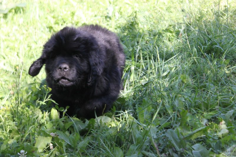 Фото: Арнольд из Академии Шоколада, ньюфаундленд Feerichnaja Fortunatussi s Berega Dona (Фееричная Фортунатусси с Берега Дона)