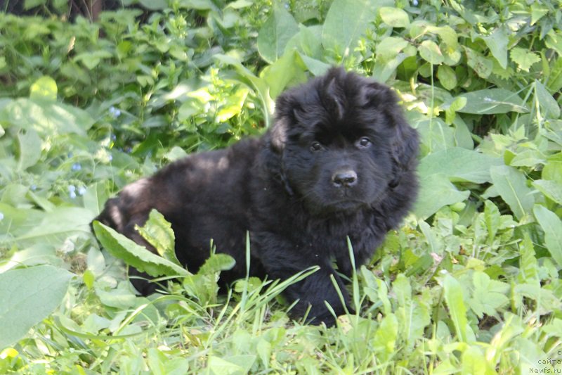 Фото: Арнольд из Академии Шоколада, ньюфаундленд Feerichnaja Fortunatussi s Berega Dona (Фееричная Фортунатусси с Берега Дона)