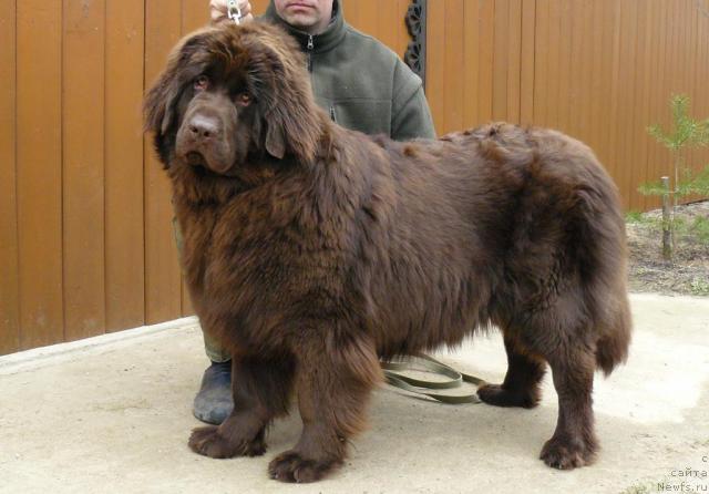 Фото: ньюфаундленд Pchyolkin Dom Andromeda (Пчёлкин Дом Андромеда)