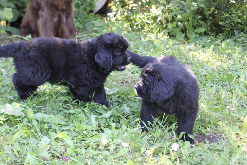 Фото: щенки Джаза и, ньюфаундленд Feerichnaja Fortunatussi s Berega Dona (Фееричная Фортунатусси с Берега Дона)