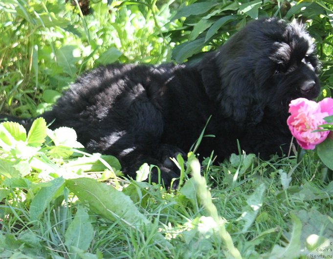 Фото: Атланта из Академии Шоколада, ньюфаундленд Feerichnaja Fortunatussi s Berega Dona (Фееричная Фортунатусси с Берега Дона)