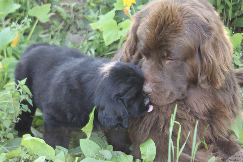 Фото: ньюфаундленд Feerichnaja Fortunatussi s Berega Dona (Фееричная Фортунатусси с Берега Дона)