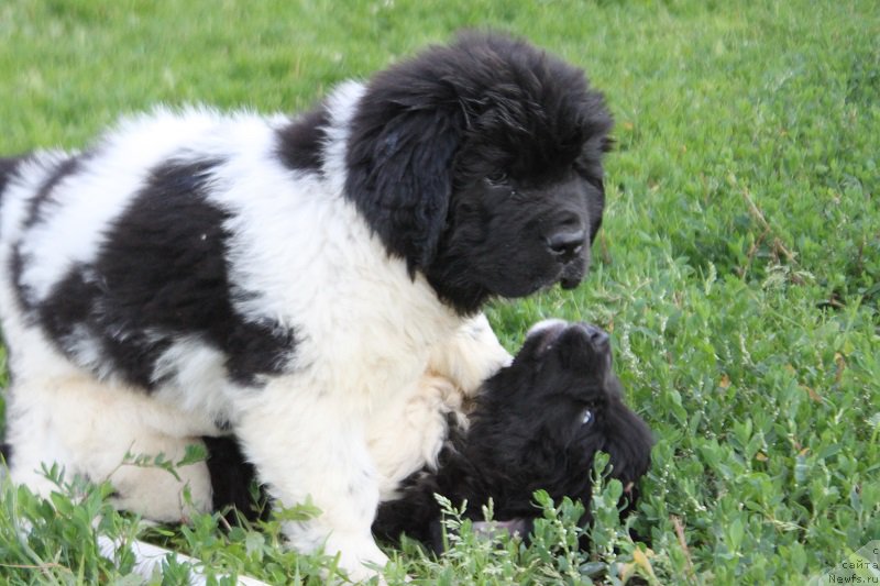 Фото: Энджелс Кипер Натали 45 дней