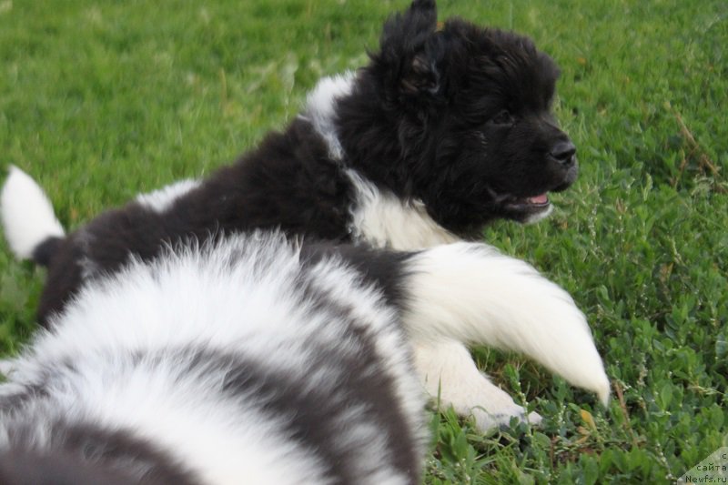 Фото: Энджелс Кипер Новелла 45 дней