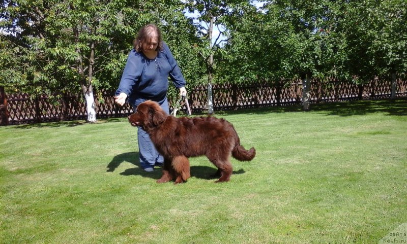Фото: ньюфаундленд Paris Braun YEleron (Парис Браун Элерон)