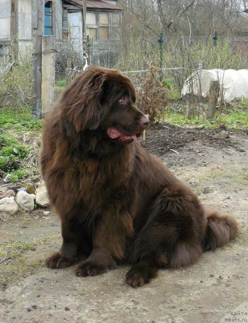 Фото: ньюфаундленд Pchyolkin Dom Andromeda (Пчёлкин Дом Андромеда)