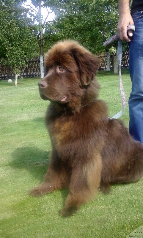 Фото: ньюфаундленд Paris Braun YEleron (Парис Браун Элерон)