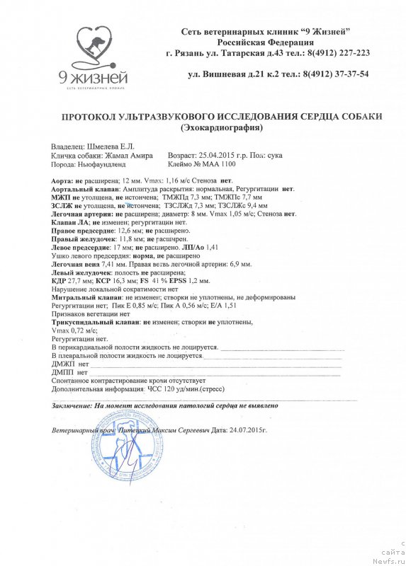 Фото: ньюфаундленд Braunblad MSK Jamal Amira (Браунблад МСК Жамал Амира)