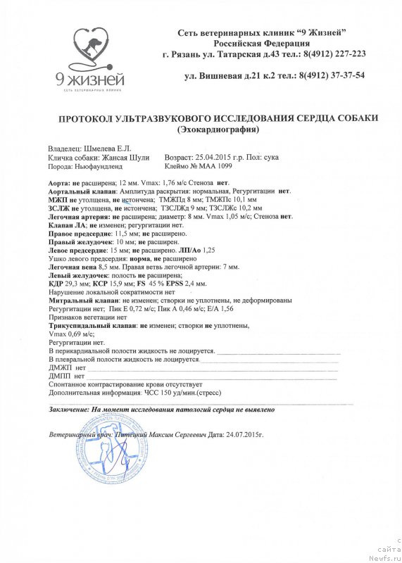 Фото: ньюфаундленд Brownblood MSK Zhansaya Shuli (Браунблад МСК Жансая Шули)