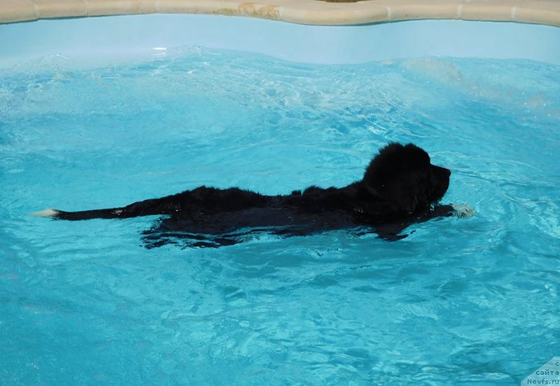 Фото: ньюфаундленд Super Premium Skandinaviya (Супер Премиум Скандинавия)