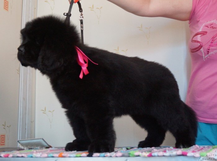 Фото: ньюфаундленд Super Premium Undisputed CHik (Супер Премиум Ундиспутед Чик)