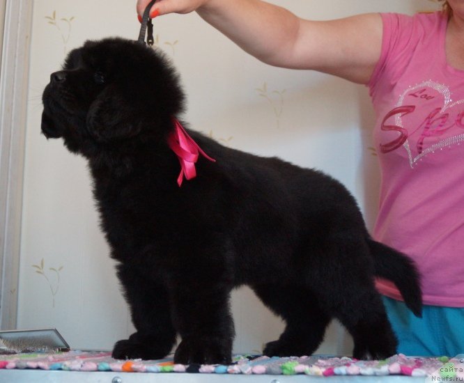 Фото: ньюфаундленд Super Premium Undisputed CHik (Супер Премиум Ундиспутед Чик)