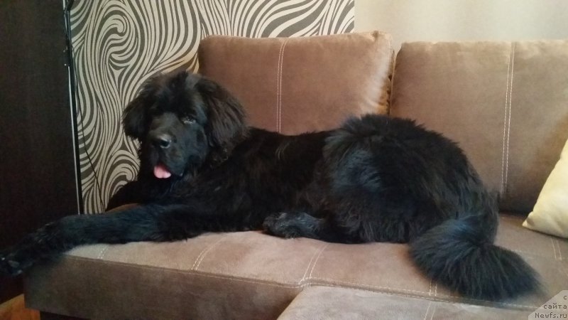 Фото: ньюфаундленд Lankaster (Ланкастер)