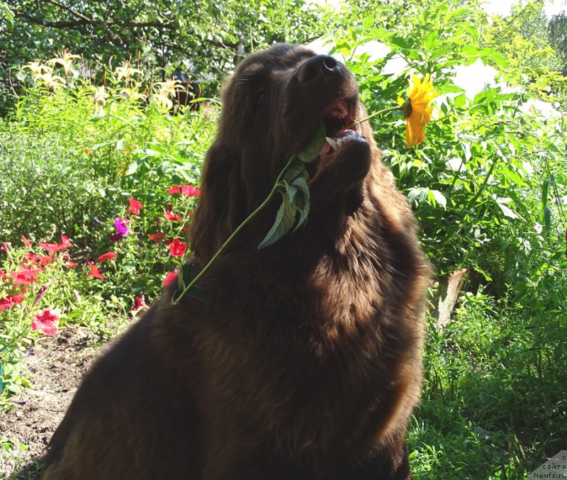 Фото: ньюфаундленд N'yufort Vivian (Ньюфорт Вивиан)