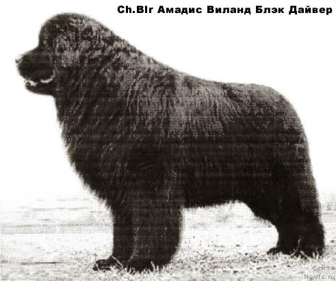 Фото: ньюфаундленд Amadis Viland (Амадис Виланд)