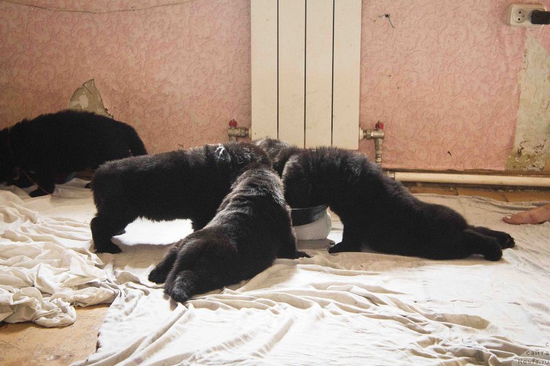 Фотография № 187613