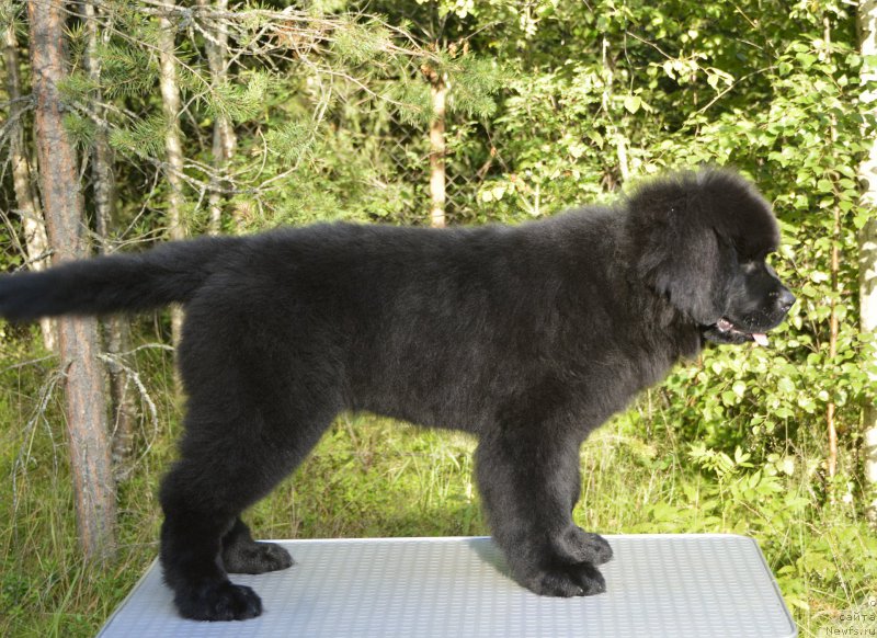 Фото: ньюфаундленд Smigar Yungfrau Yuliana (Смигар Юнгфрау Юлиана)