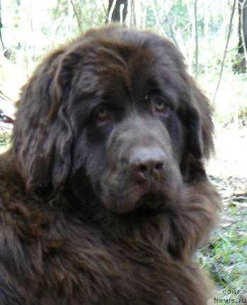 Фото: ньюфаундленд Pchyolkin Dom Andromeda (Пчёлкин Дом Андромеда)