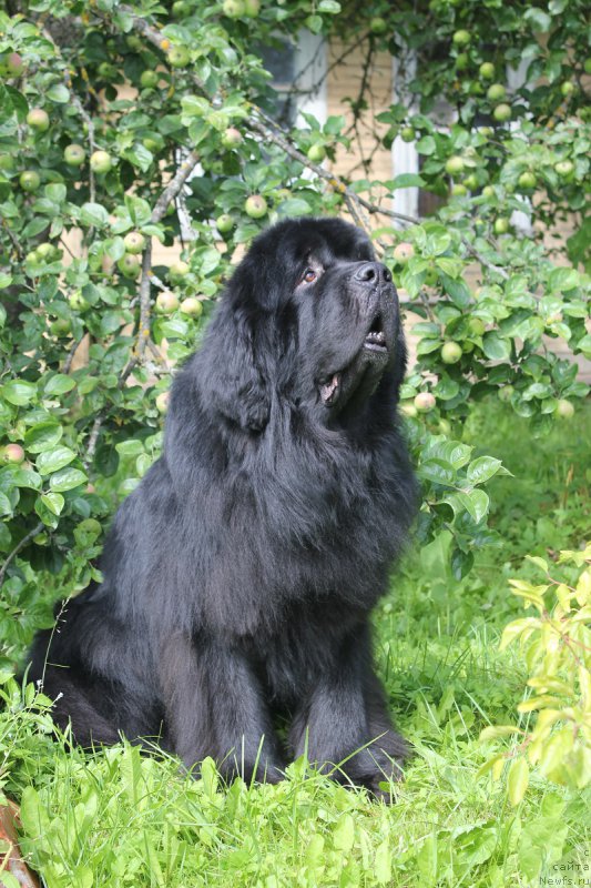 Фото: ньюфаундленд Aquatoriya Kelvin Kilimandzharo (Акватория Келвин Килиманджаро)