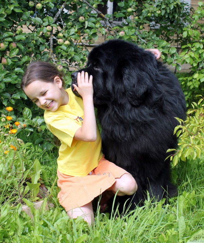Фото: ньюфаундленд Aquatoriya Kelvin Kilimandzharo (Акватория Келвин Килиманджаро)