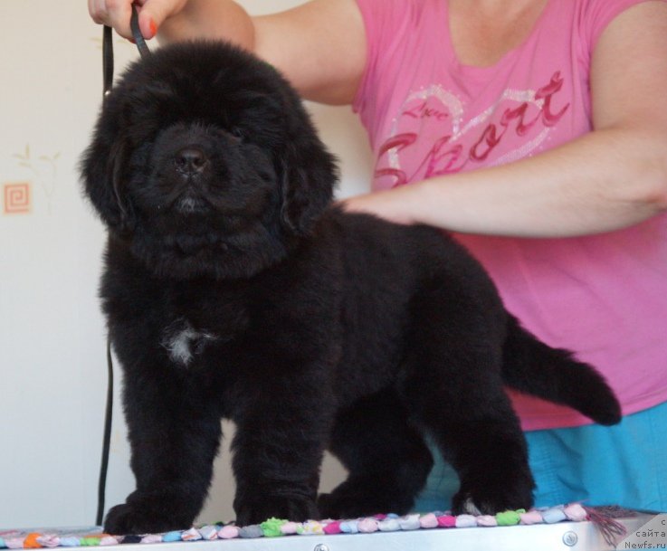 Фото: ньюфаундленд Super Premium Unique Lady (Супер Премиум Уникуе Ладу)