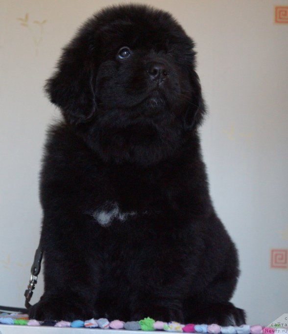 Фото: ньюфаундленд Super Premium Unique Lady (Супер Премиум Уникуе Ладу)