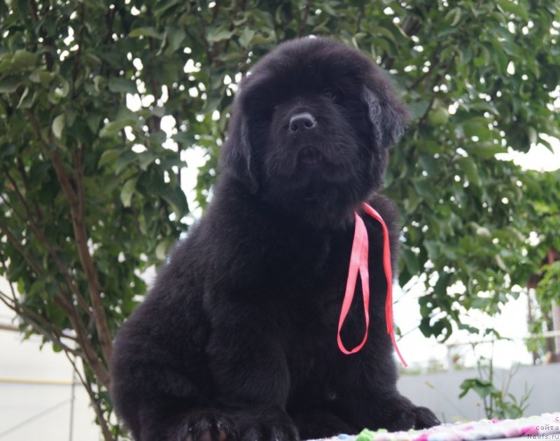 Фото: ньюфаундленд Super Premium Undercover Love (Супер Премиум Ундерковер Лове)