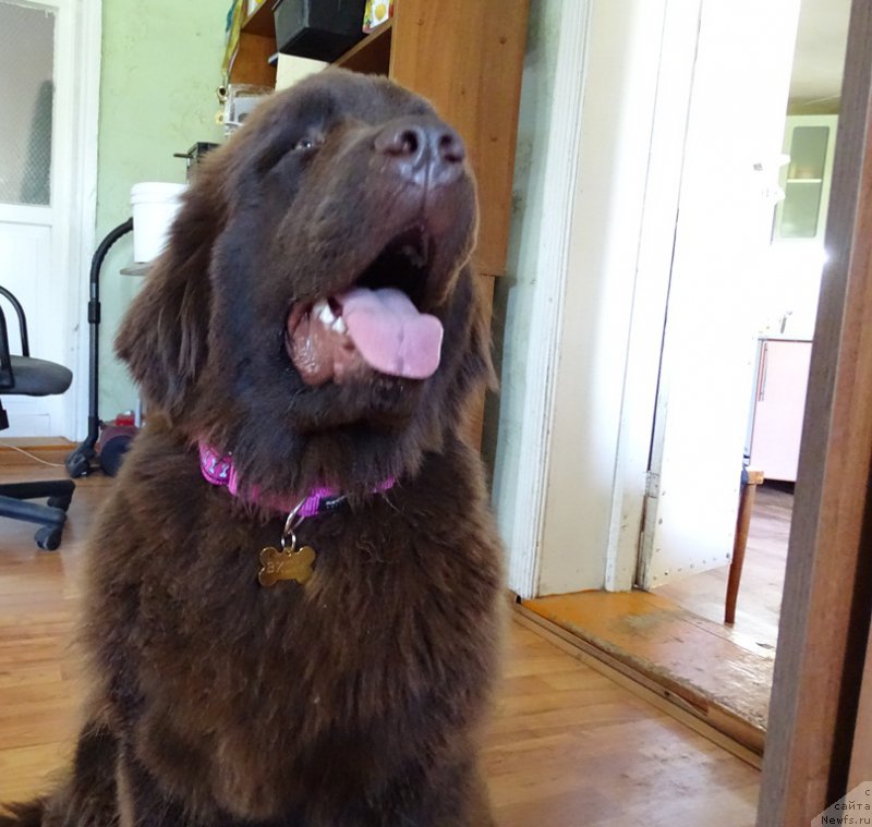 Фото: ньюфаундленд N'yufort Vivian (Ньюфорт Вивиан)