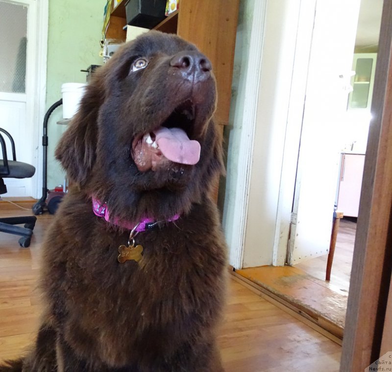 Фото: ньюфаундленд N'yufort Vivian (Ньюфорт Вивиан)