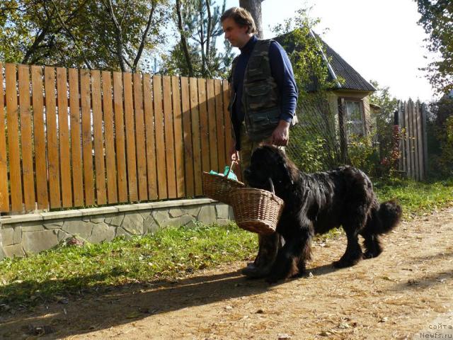 Фото: Aleksey Zavaruev (Алексей Заваруев), ньюфаундленд Berta (Берта)