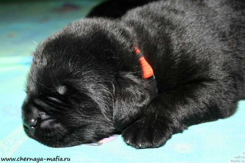 Фотография № 187650