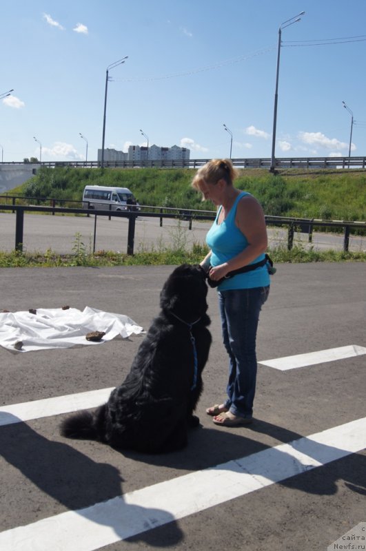 Фото: Antonina CHigvinceva (Антонина Чигвинцева), ньюфаундленд Toptyzhka Geroy Nashego Vremeni (Топтыжка Герой Нашего Времени)